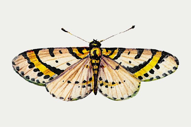 Vintage illustration of yellow butterfly