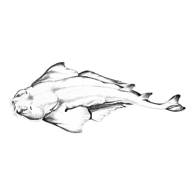 Free Vector vintage illustrations of the american angel-fish