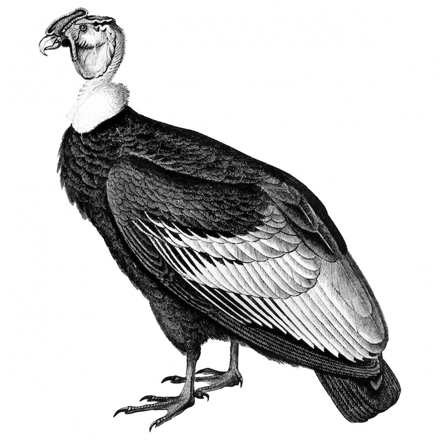 Illustrazioni d'epoca del condor andino