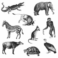 Free vector vintage illustrations of animals