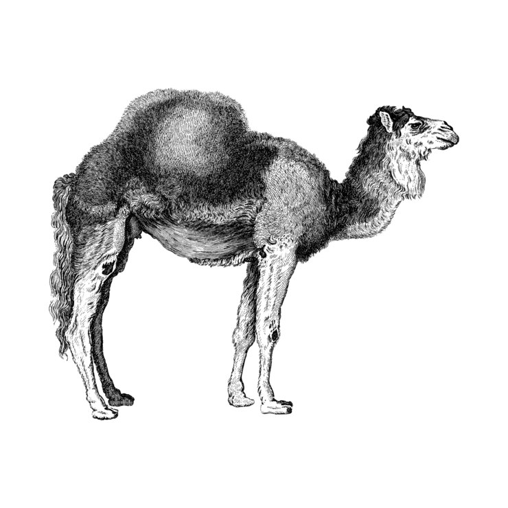 Free Vector vintage illustrations of arabian camel