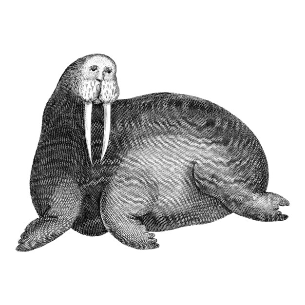 Vintage illustrations of Arctic walrus