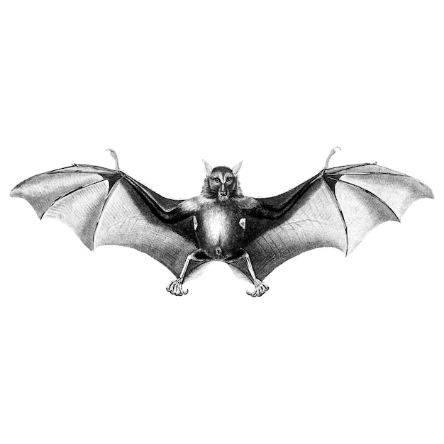 Vintage illustrations of bat