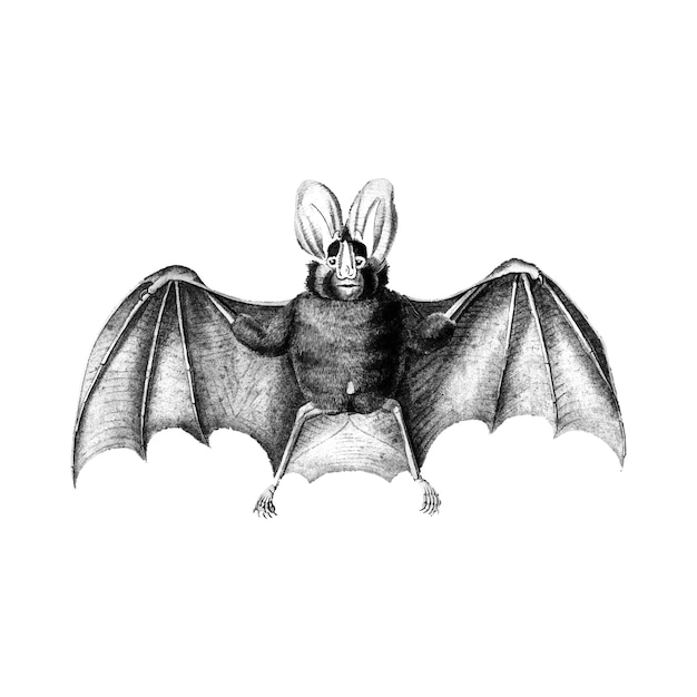 Vintage illustrations of bat