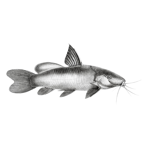 Vettore gratuito illustrazioni d'epoca di black spotted catfish