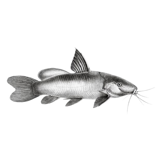 Vintage illustrations of Black Spotted Catfish