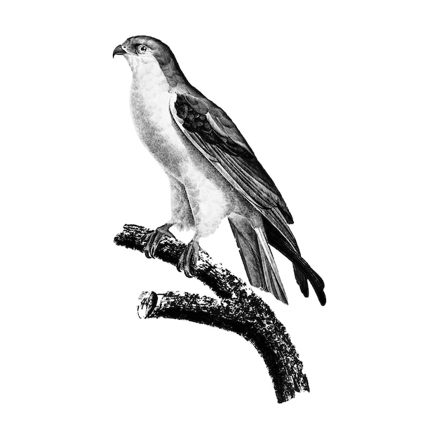 Vintage illustrations of The black-winged kite