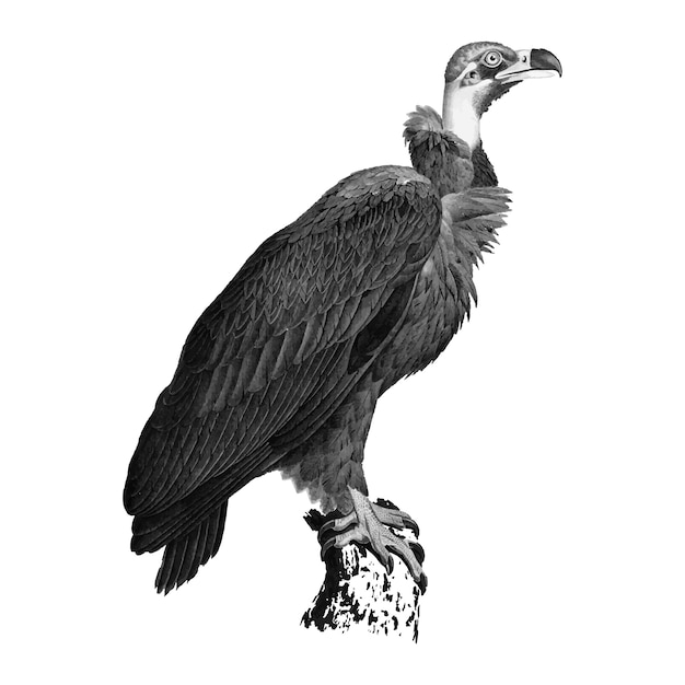 Free vector vintage illustrations of brown vulture