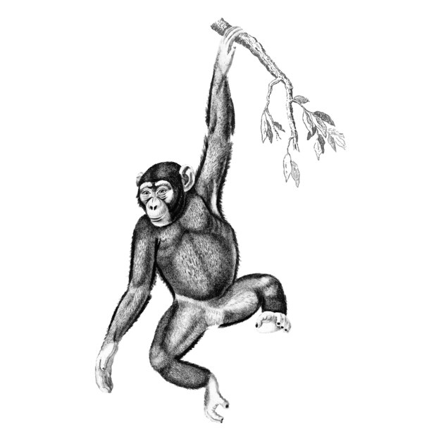 Винтажные иллюстрации Шимпанзе