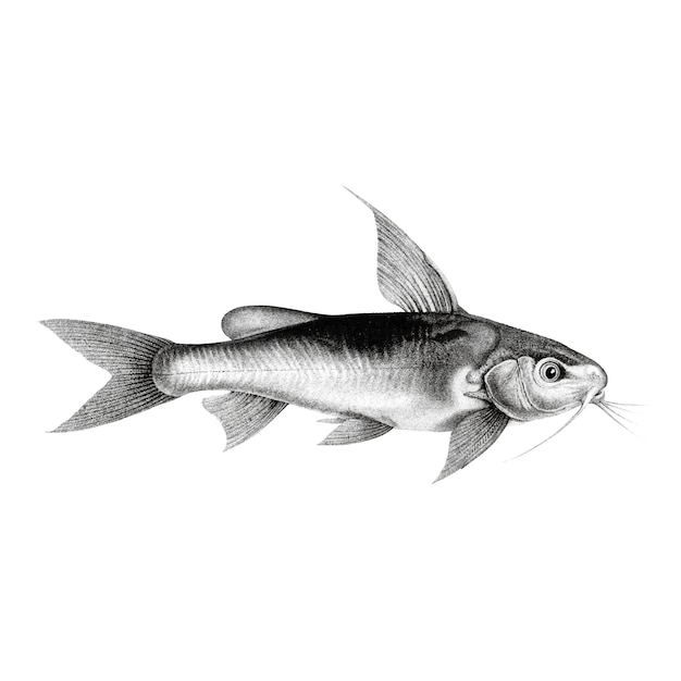 Vintage illustrations of Chrysichthys auratus