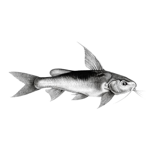 Chrysichthys auratusのヴィンテージのイラスト