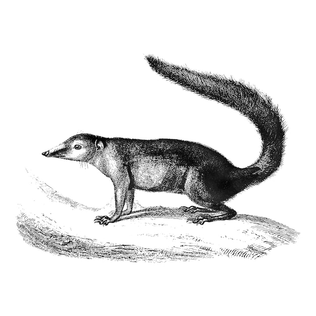 Vintage illustrations of Common Treeshrew