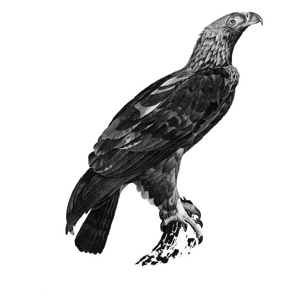 Винтажные иллюстрации восточного имперского орла