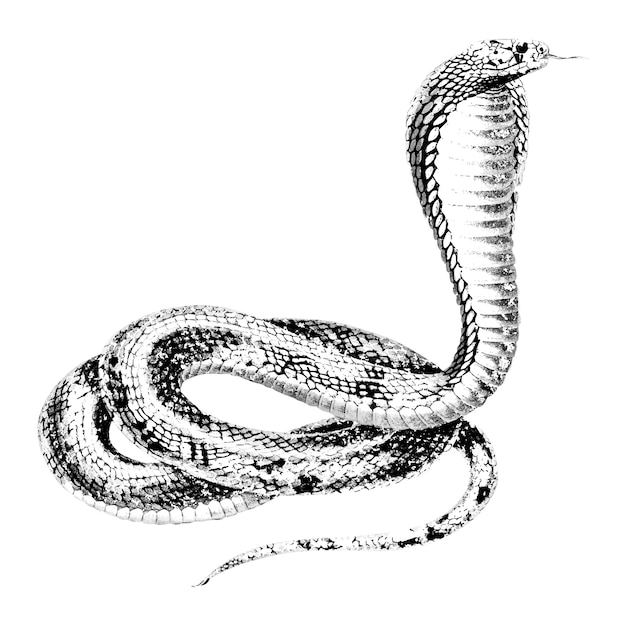 Vettore gratuito illustrazioni d'epoca della cobra egizia