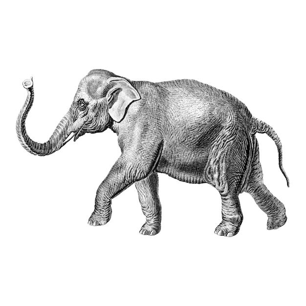 Free Vector vintage illustrations of elephant