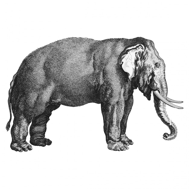 Vettore gratuito illustrazioni d'epoca di elefante