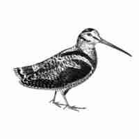 Free vector vintage illustrations of eurasian woodcock