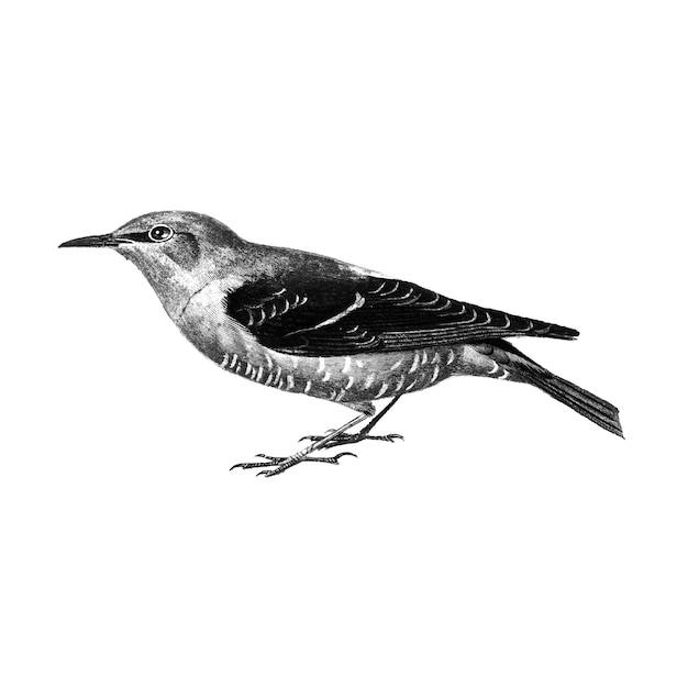 Vintage illustrations of Fieldfare