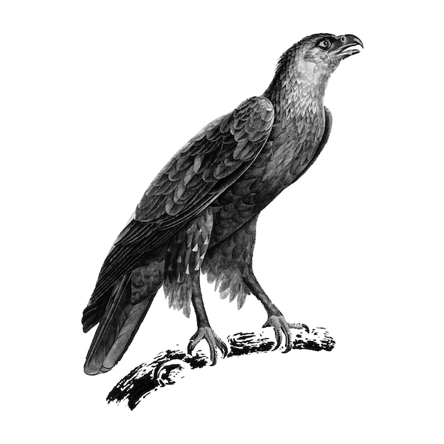 Vintage illustrations of Greater spotted eagle