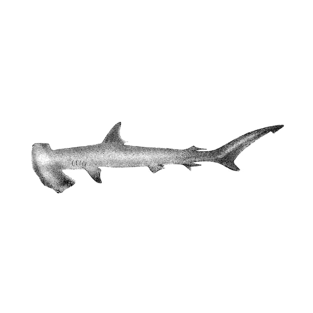 Illustrazioni d'epoca dello squalo martello