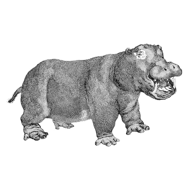 Vintage illustrations of Hippopotamus