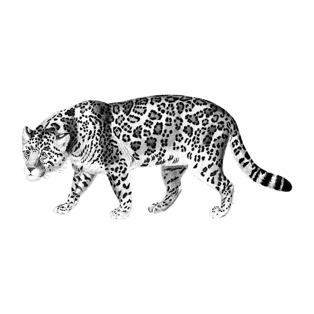 Vettore gratuito illustrazioni d'epoca di jaguar