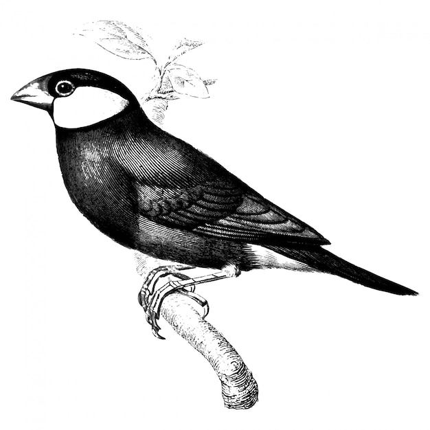 Vettore gratuito illustrazioni d'epoca di java sparrow