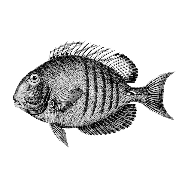 Free vector vintage illustrations of lancet acanthurus