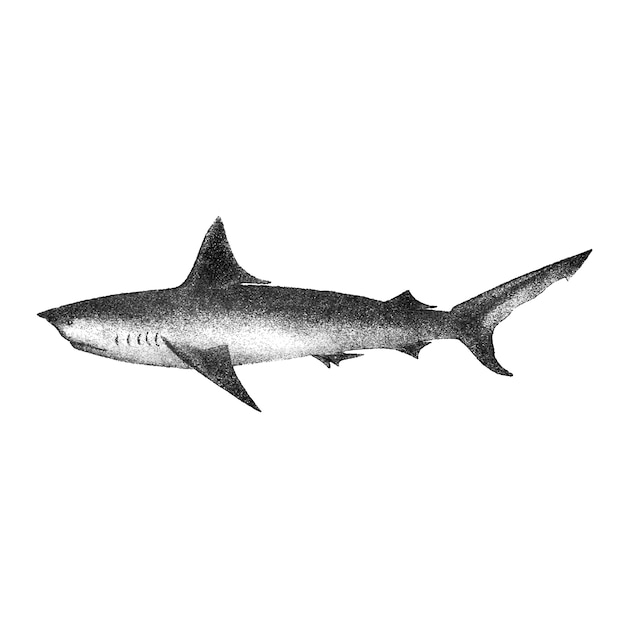 Старинные иллюстрации длиннохвостого Porbeagle