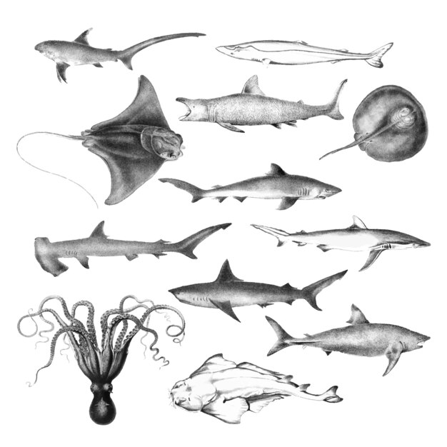 Винтажные иллюстрации морской жизни