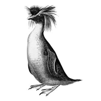 ロックホッパーペンギンのヴィンテージイラスト 無料のベクター ロックホッパーペンギンのヴィンテージイラスト 無料のベクター