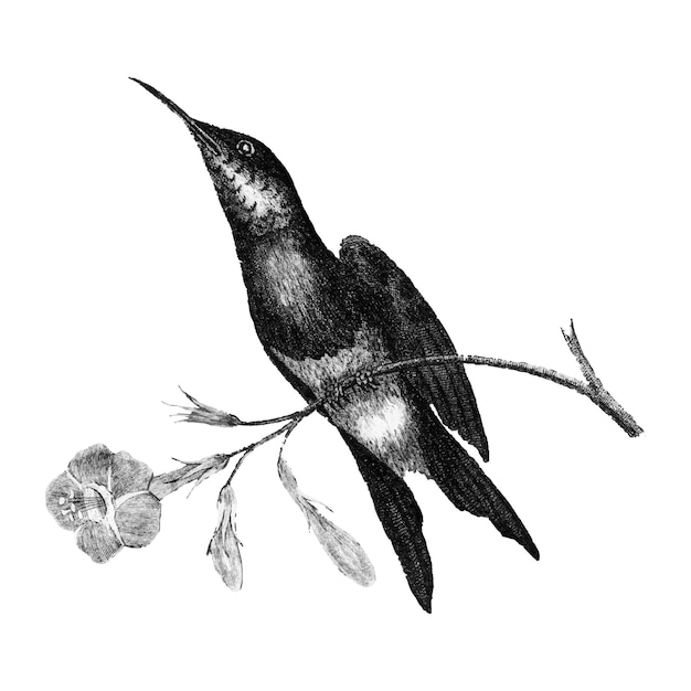 Бесплатное векторное изображение Старинные иллюстрации sunbird