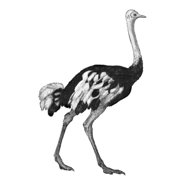 Vintage illustrations of Ostrich