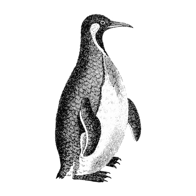 Free vector vintage illustrations of patagonian penguin