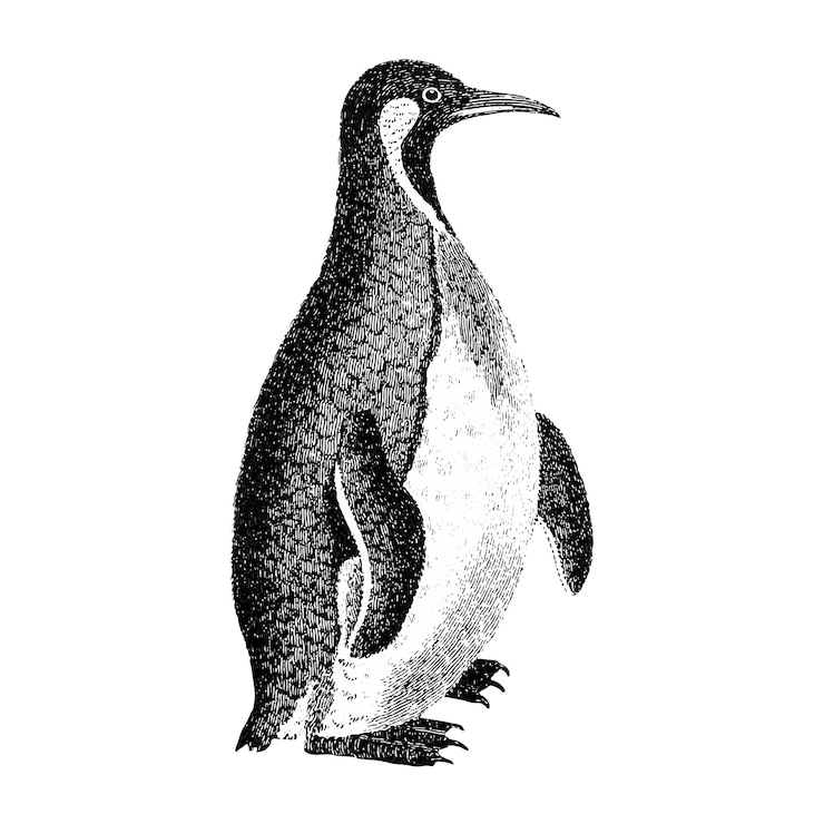 Free Vector vintage illustrations of patagonian penguin