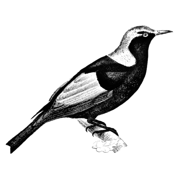 Vintage illustrations of Regent bowerbird