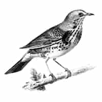 Free vector vintage illustrations of rock thrush