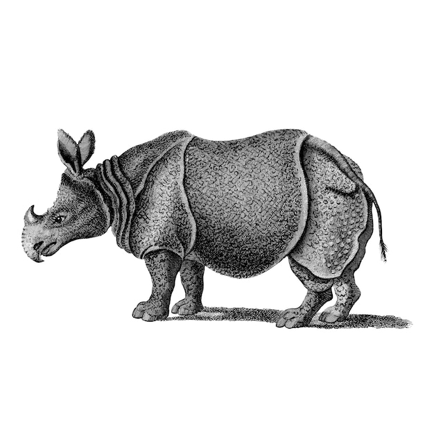 Free vector vintage illustrations of single-horned rhinoceros