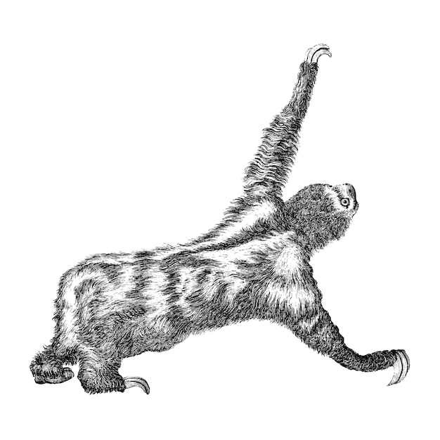 Illustrazioni d'epoca di bradipo tridattilo