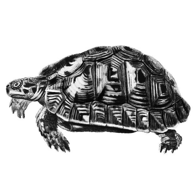 Vintage illustrations of tortoise