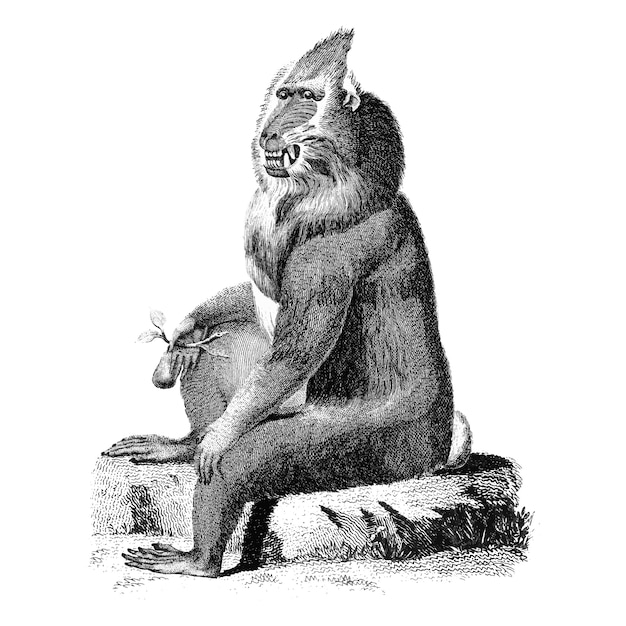 Vintage illustrations of Variegated baboon