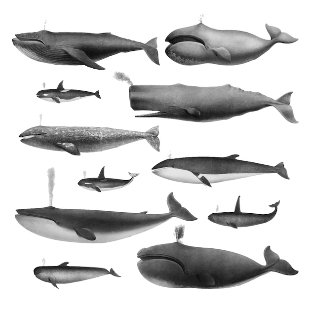 Винтажные иллюстрации китов
