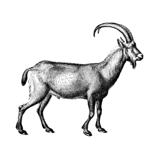 Vintage illustrations of Wild goat