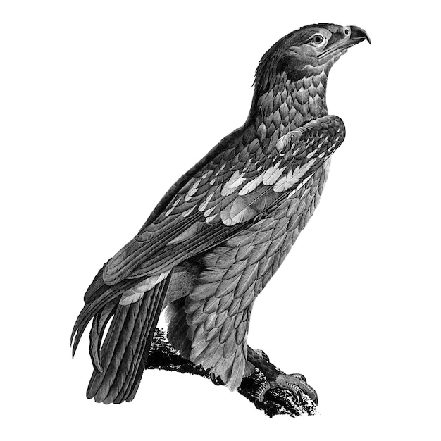 Free vector vintage illustrations of young spotted eagle