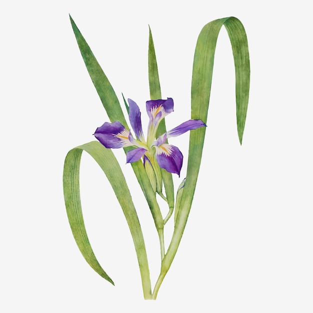 Vintage Iris flower illustration vector