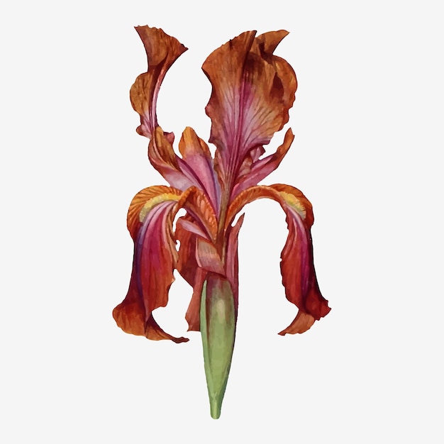 Free vector vintage iris flower illustration vector