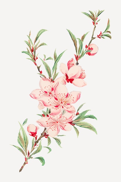 Бесплатное векторное изображение Винтажный векторный принт с цветками японского персика, ремикс на произведения мегаты морикага