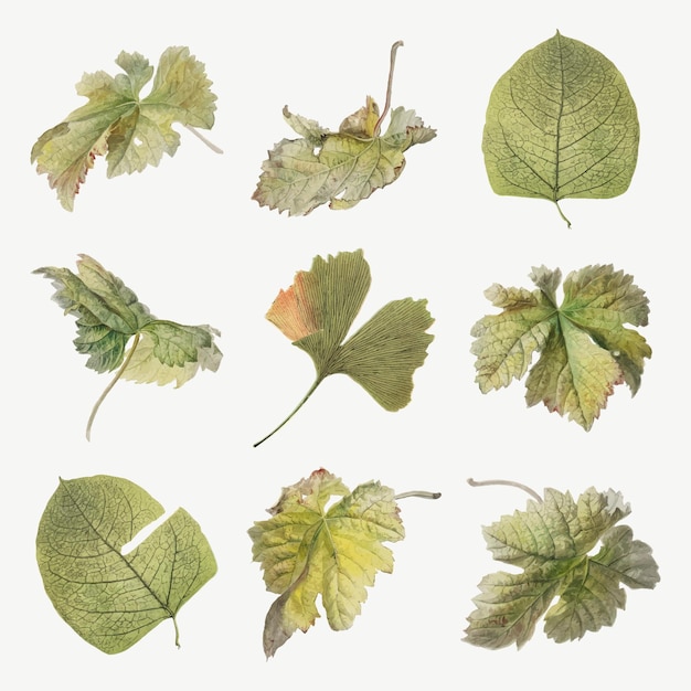 Vintage leaf botanical illustration set