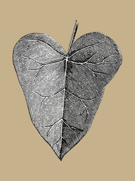 Иллюстрация старинных листьев