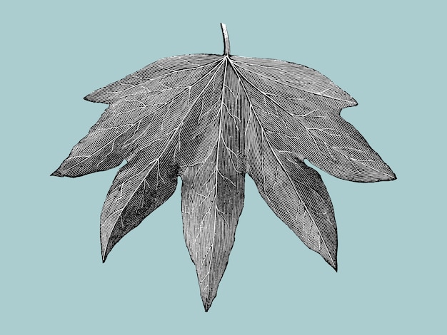 Vintage leaf illustration